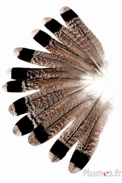 Gallo cedrone - 11-13 cm - crema-caffè naturale